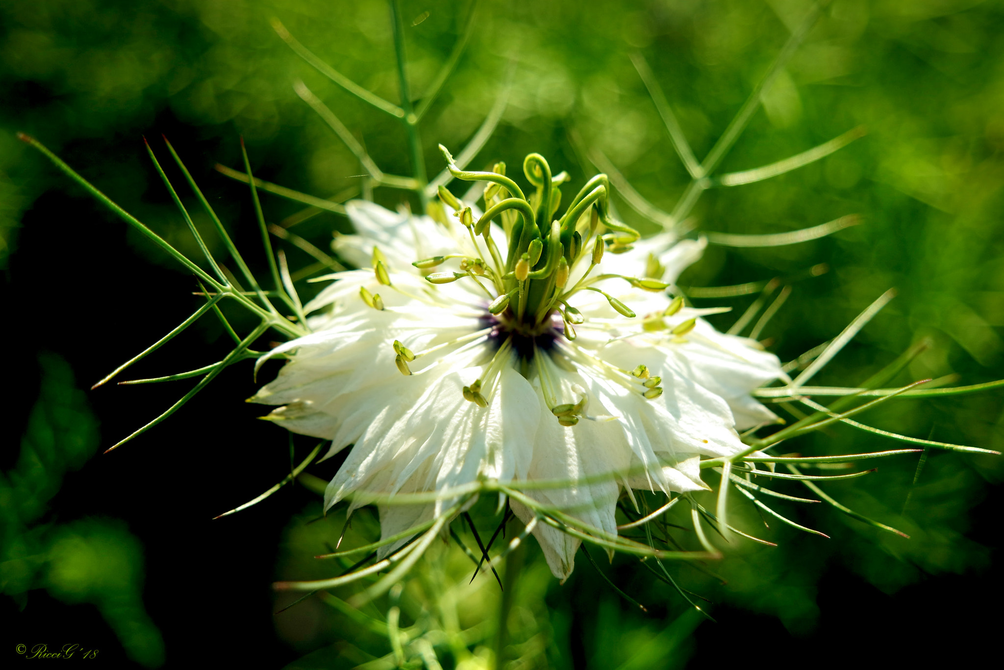 Samsung NX3300 sample photo. White nigella photography