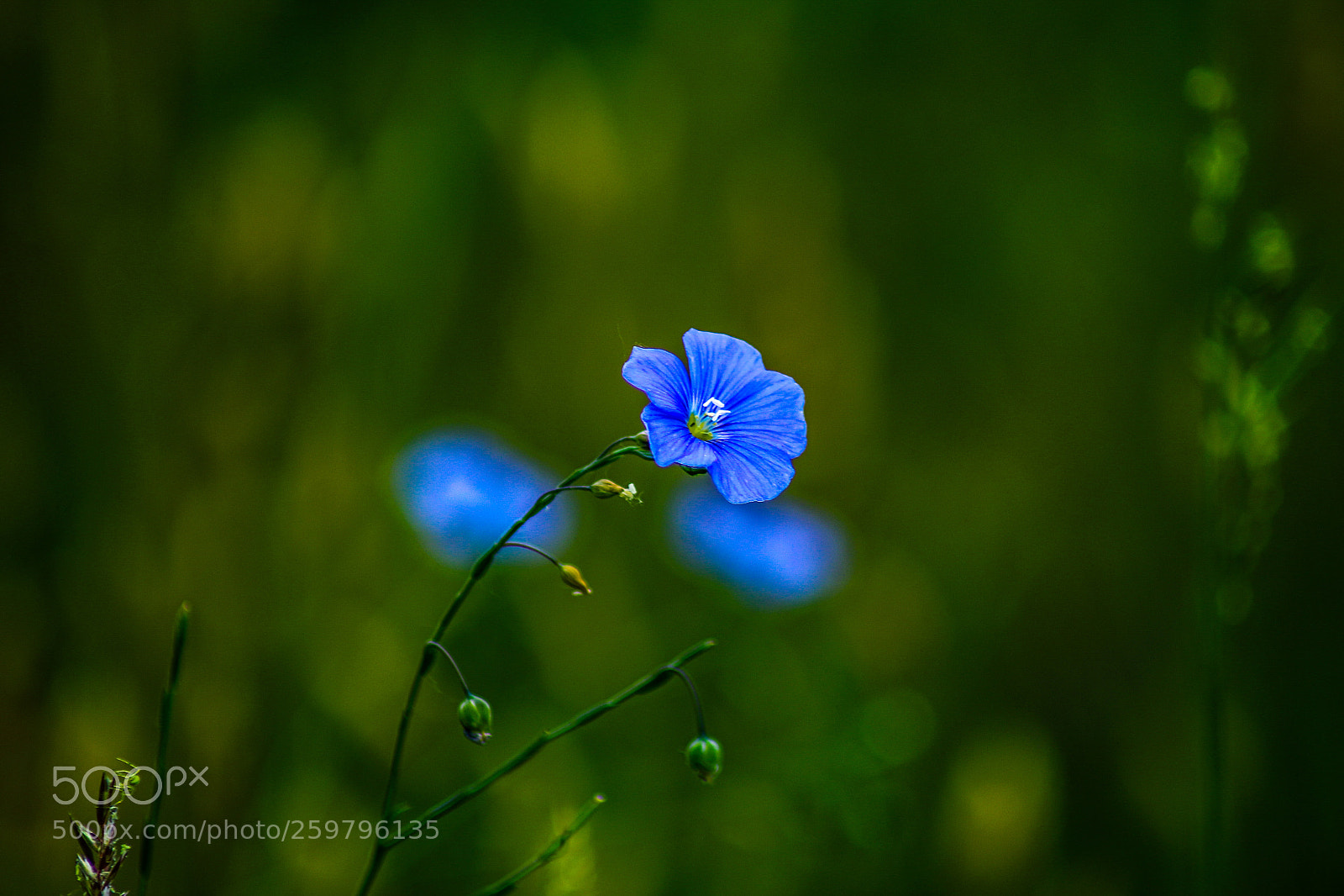 Canon EOS 70D sample photo. Untitled photography