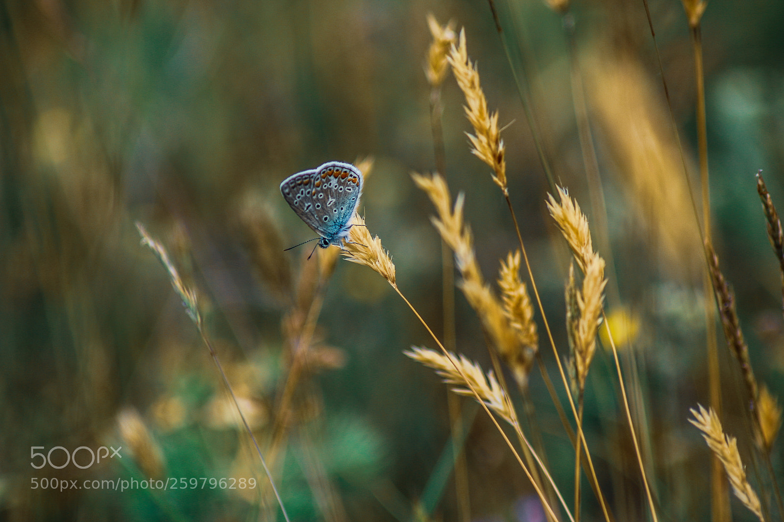 Canon EOS 70D sample photo. Untitled photography