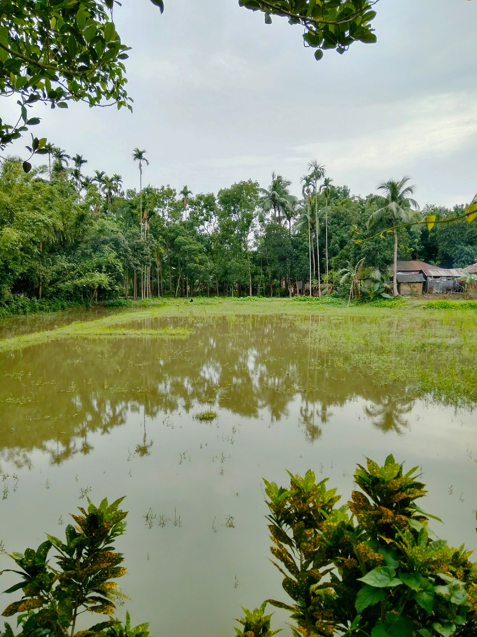 Xiaomi Redmi 4 Pro sample photo. ....nature's touch.... photography