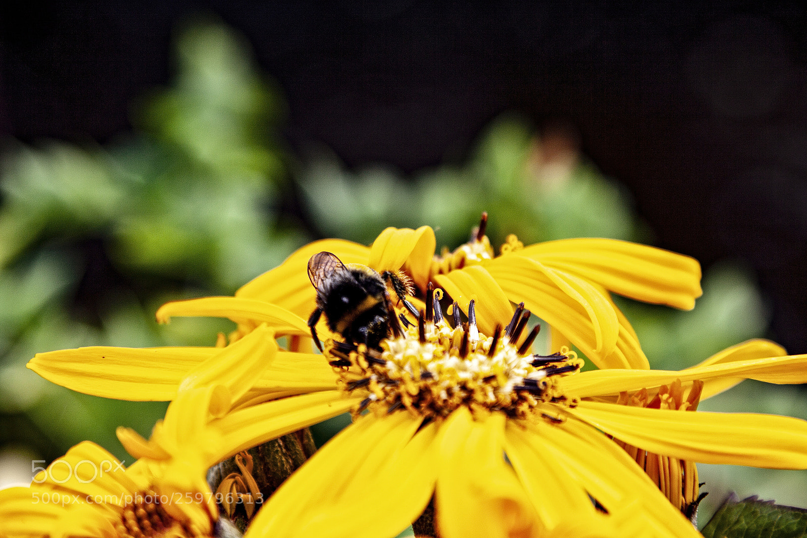 Canon EOS 50D sample photo. Honeybee at work photography