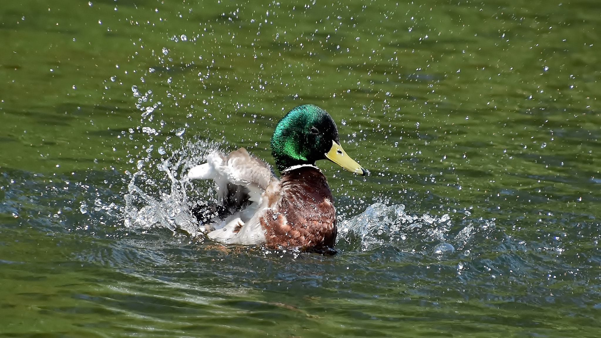 Nikon D7200 sample photo. Male mallard bathing... photography