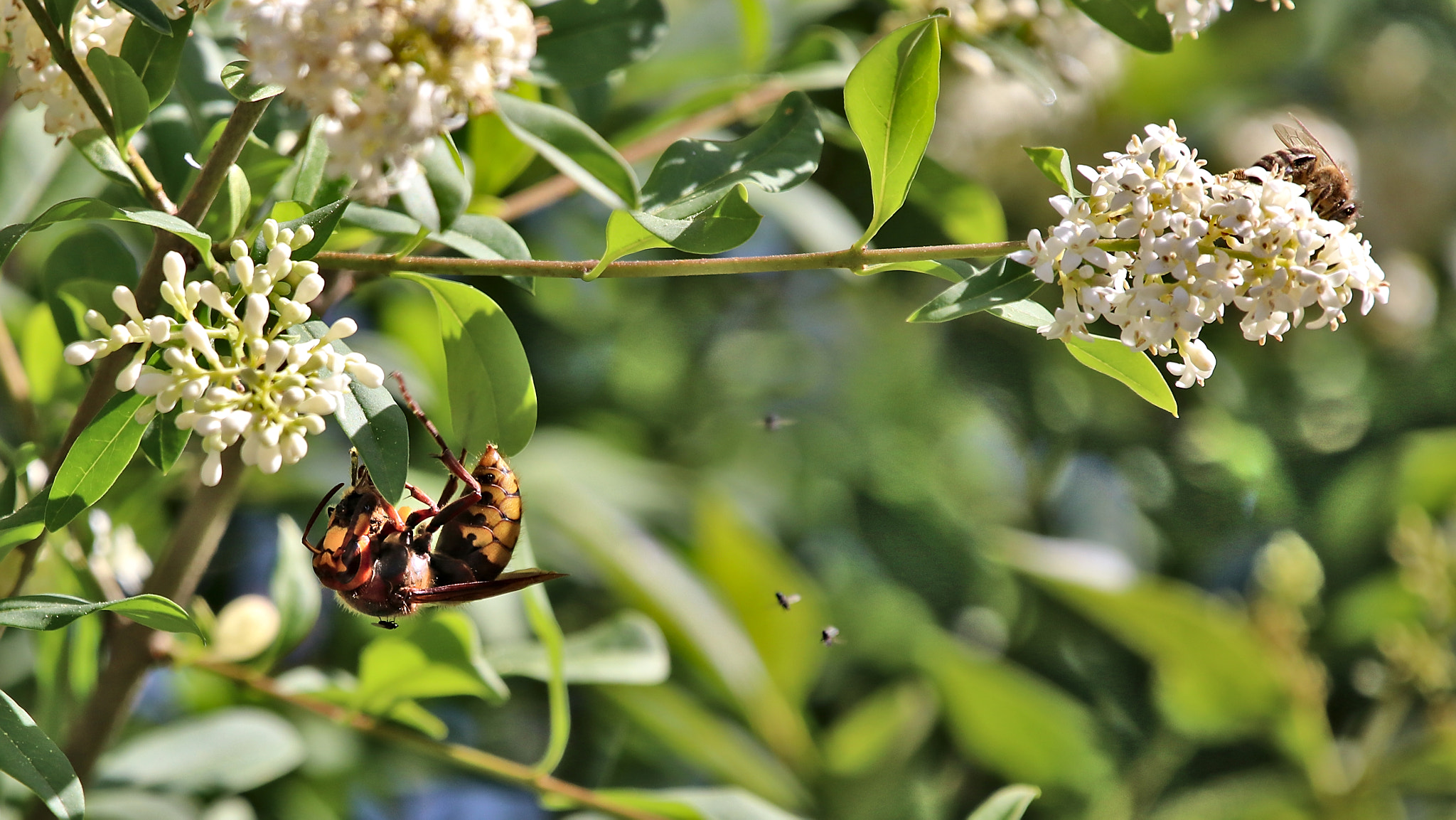 Sigma 150-600mm F5-6.3 DG OS HSM | C sample photo. Hornet and friends photography