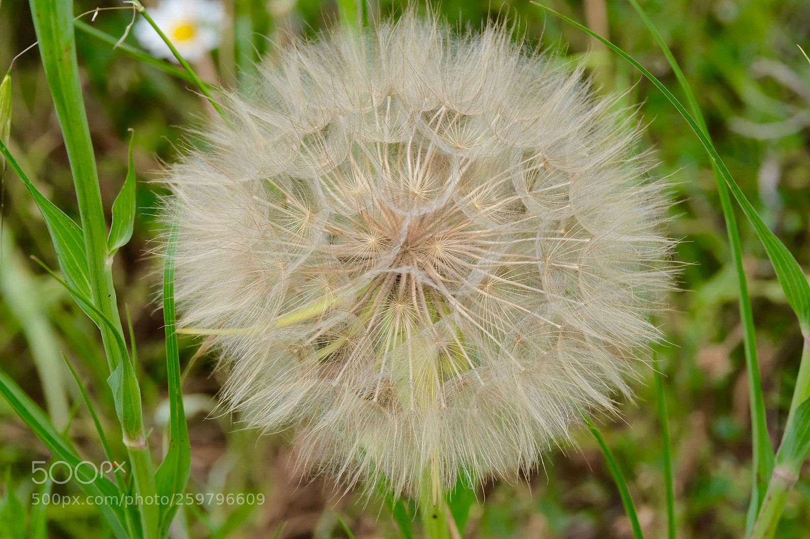 Fujifilm X-T10 sample photo. Time to disperse photography