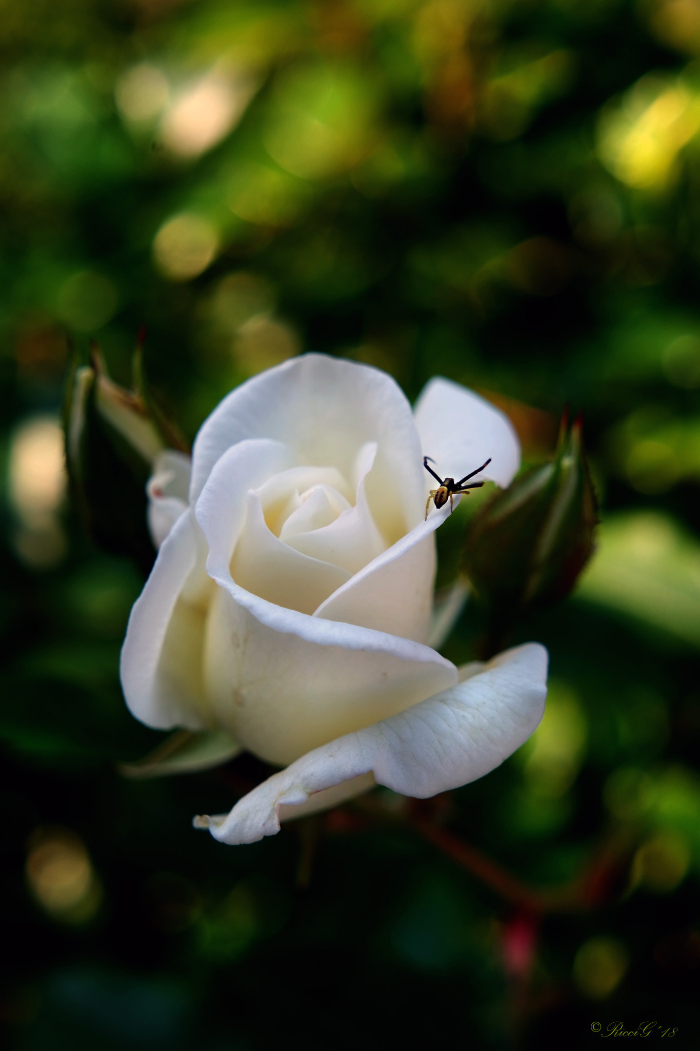 Samsung NX3300 sample photo. The first rose 2018 in our garden photography