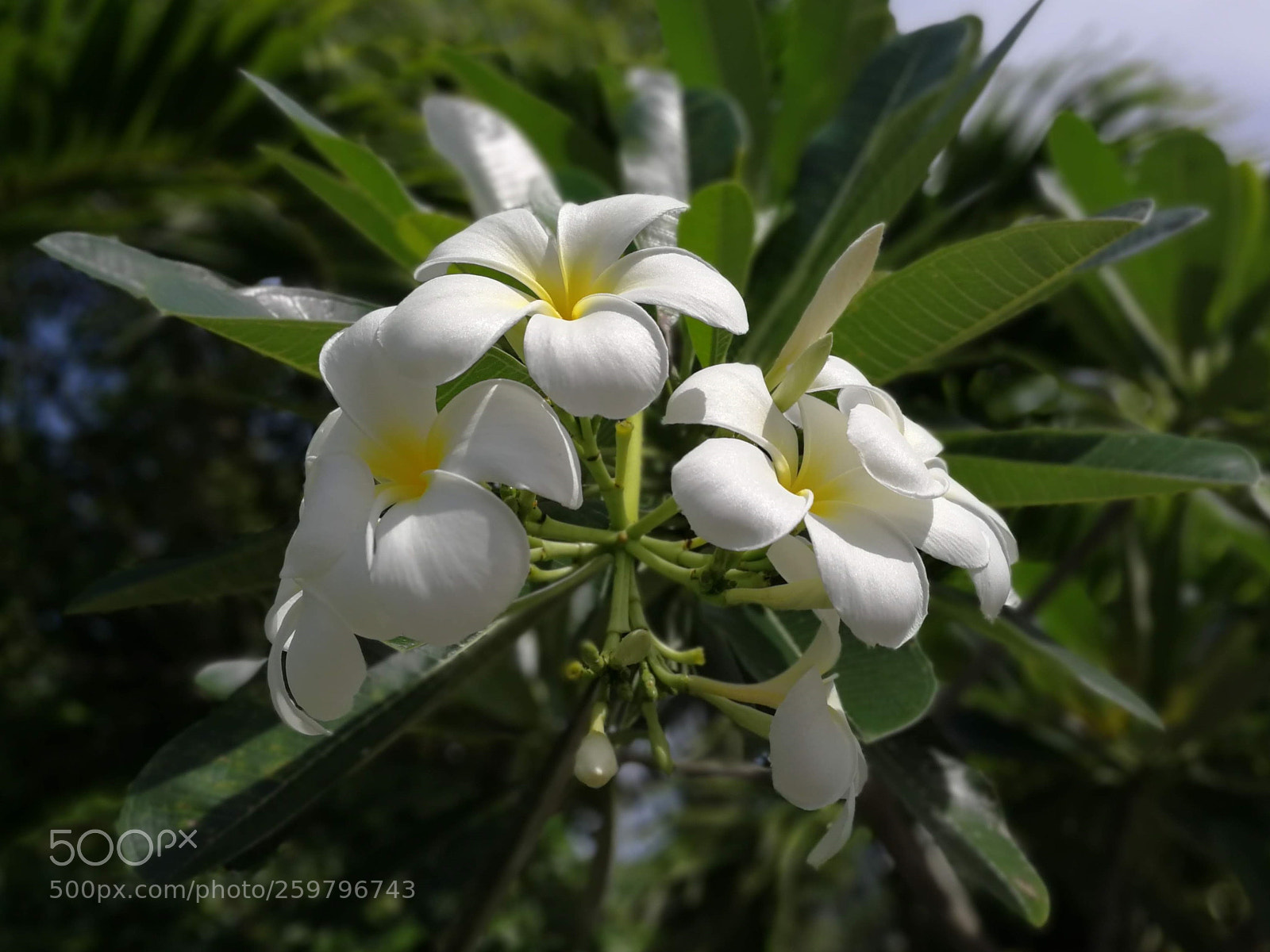 HUAWEI P10 sample photo. Beautifull flower photography