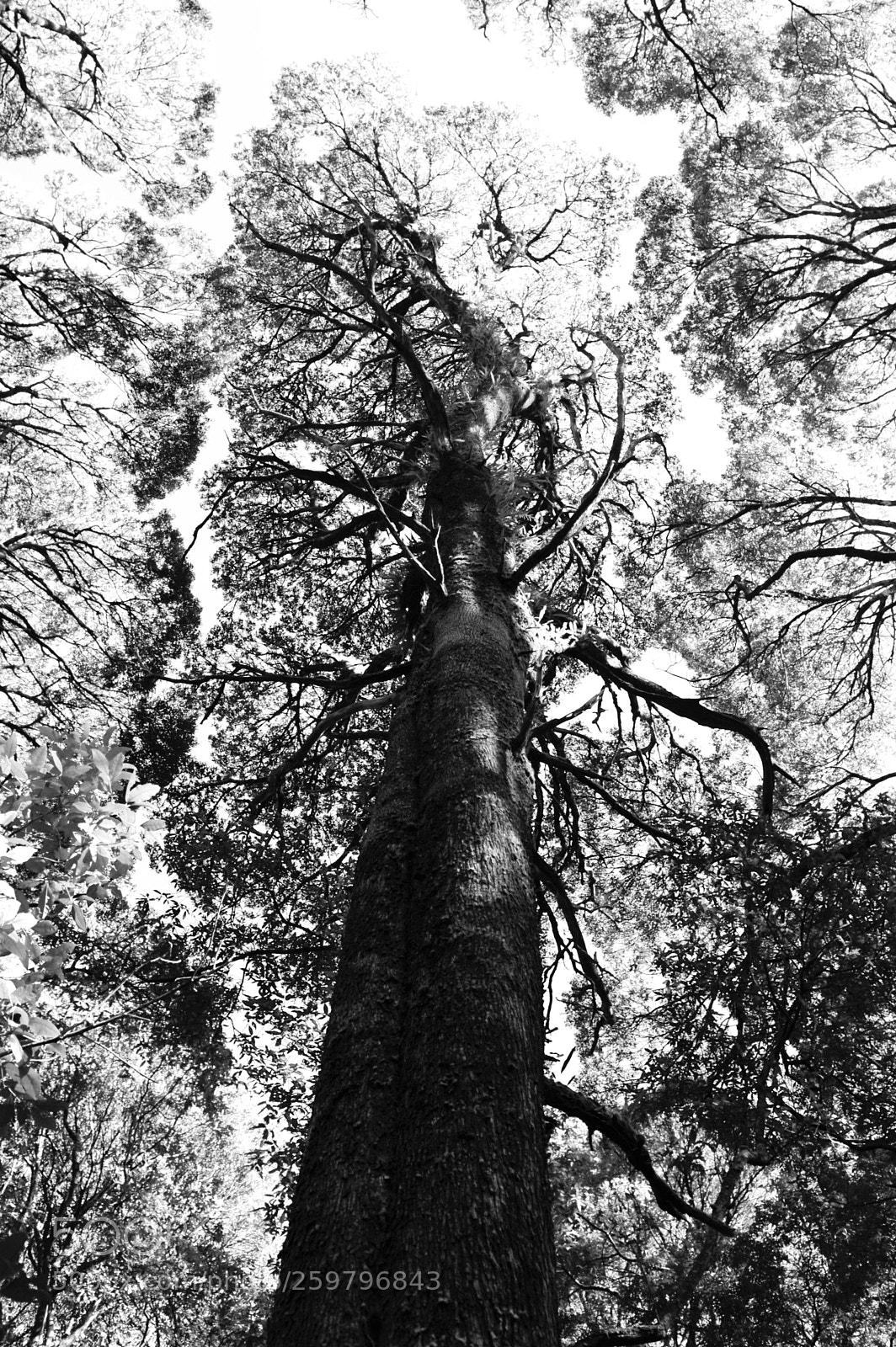 Nikon D700 sample photo. 《rainforest trees》 photography