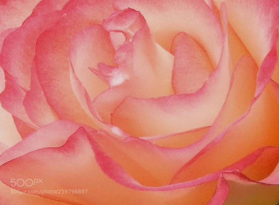 Nikon Coolpix B700 sample photo. Rose macro photography