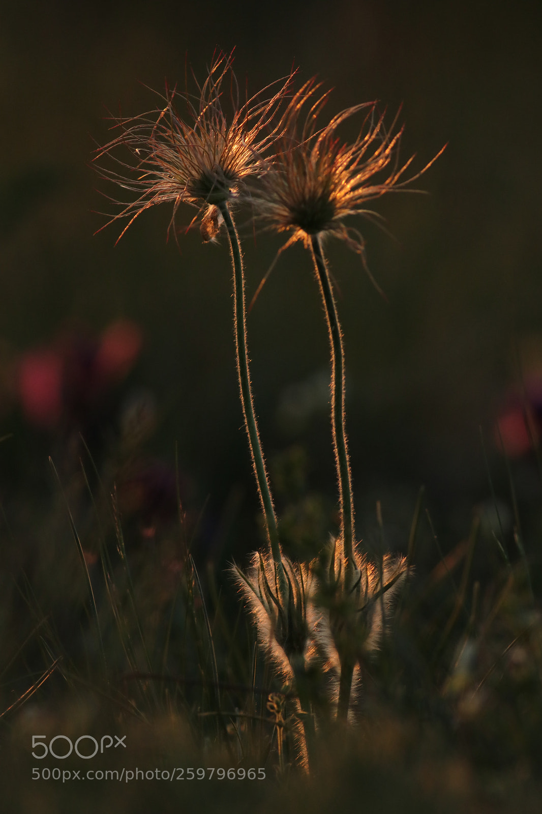 Canon EOS 80D sample photo. Pulsatilla photography