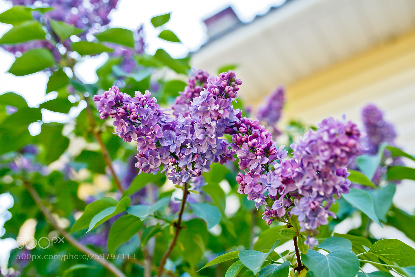 Canon EOS 5D Mark II sample photo. Blossom photography