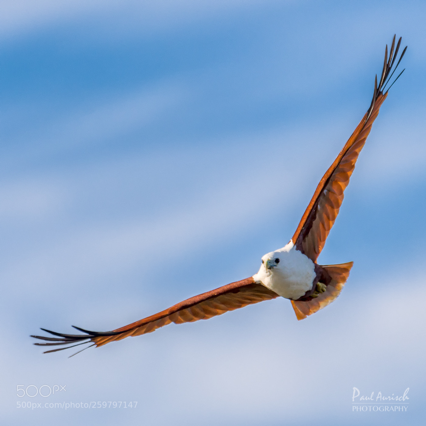 Nikon D500 sample photo. Brahminy kite photography