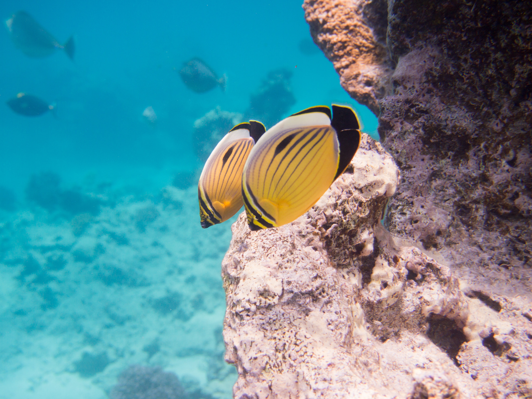 Olympus PEN E-PM1 sample photo. Snorkeling marsa alam photography