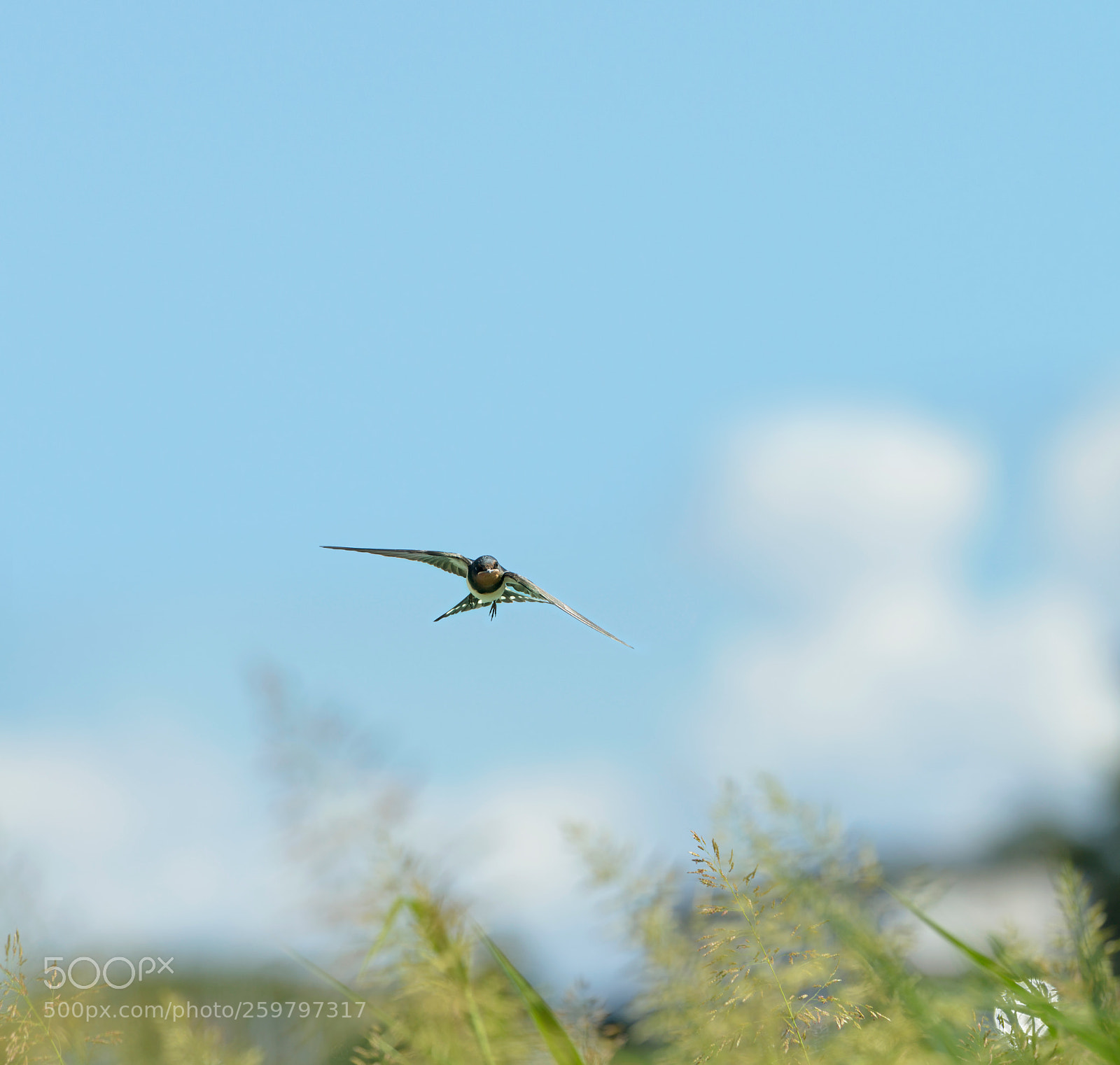 Nikon D800 sample photo. Swallow photography