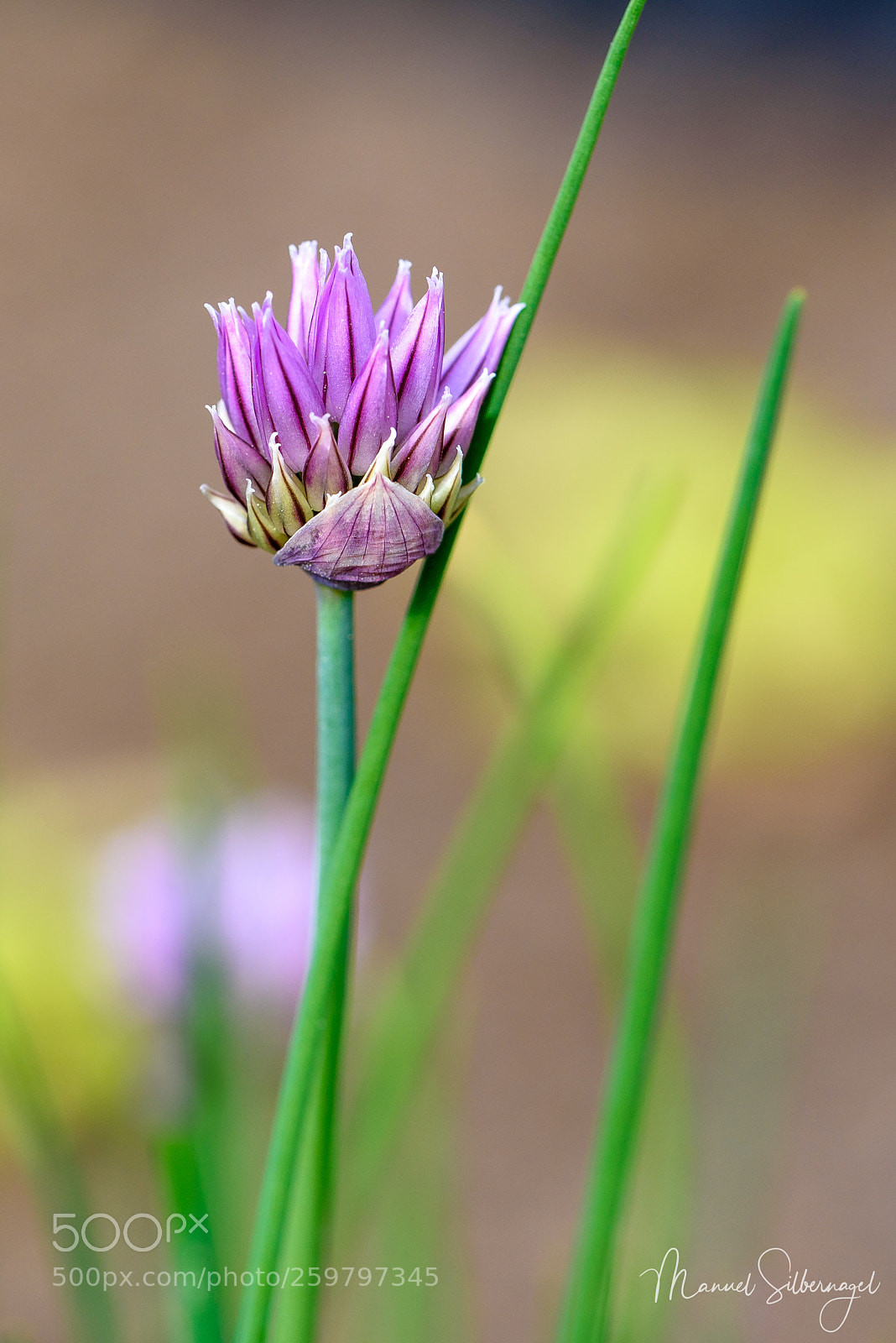 Nikon D750 sample photo. Thriving chives photography
