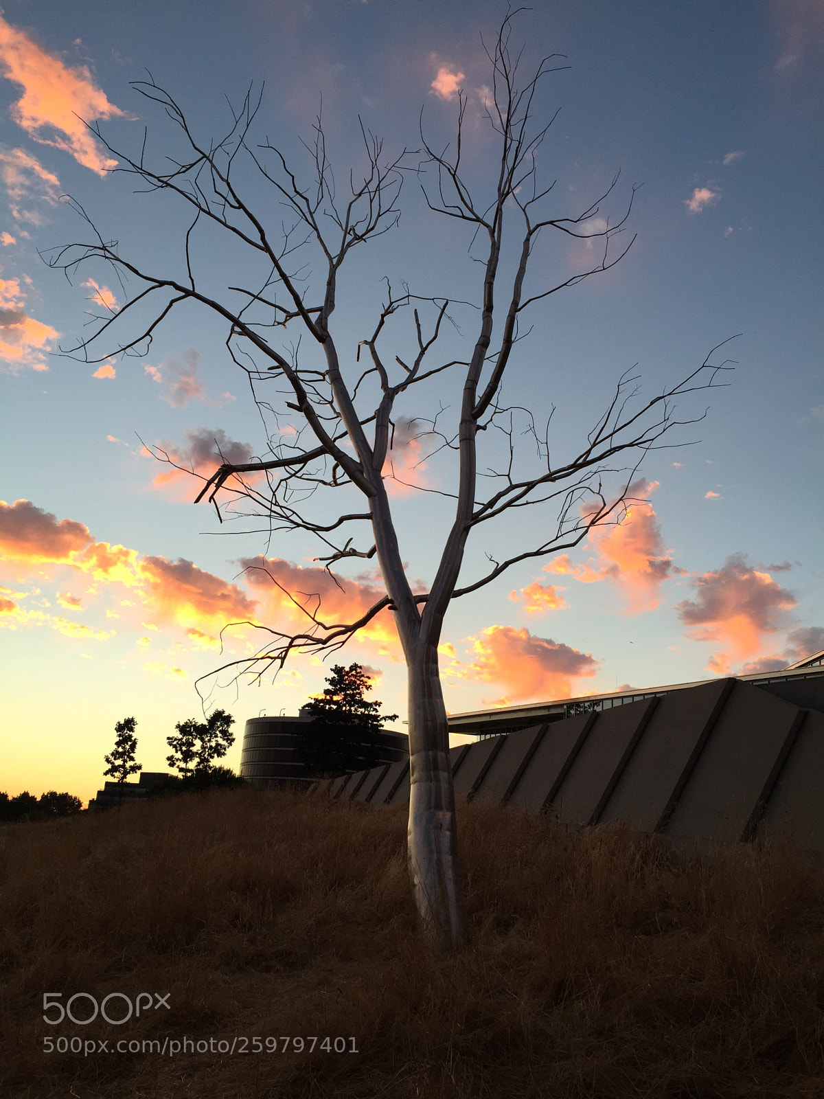 Apple iPhone 6 sample photo. Metal tree photography