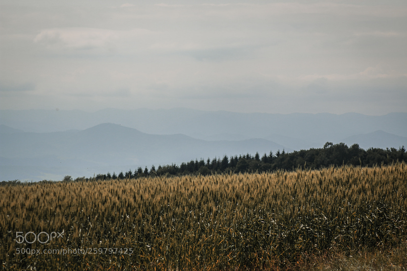 Canon EOS 70D sample photo. Untitled photography