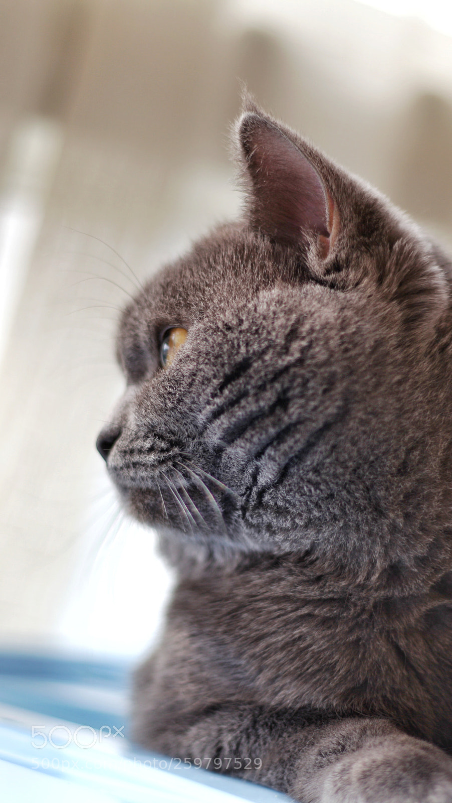 Canon EOS 5D Mark II sample photo. My cat photography