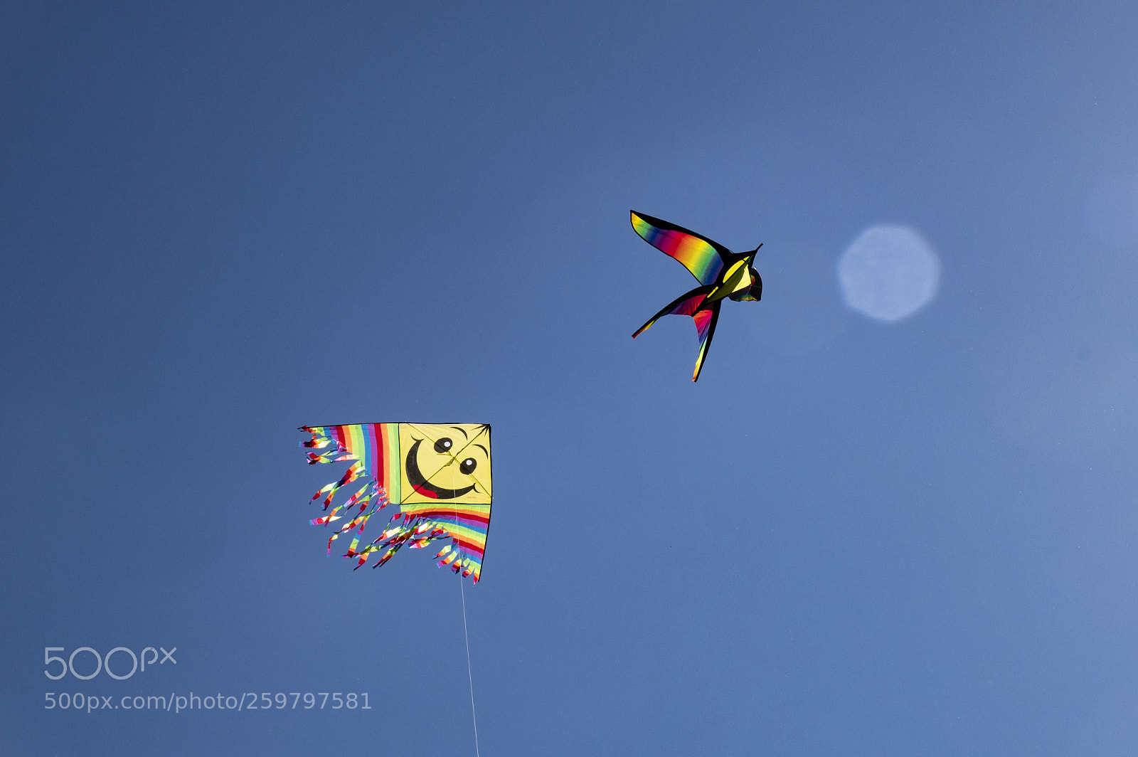 Nikon D500 sample photo. Воздушные птицы photography