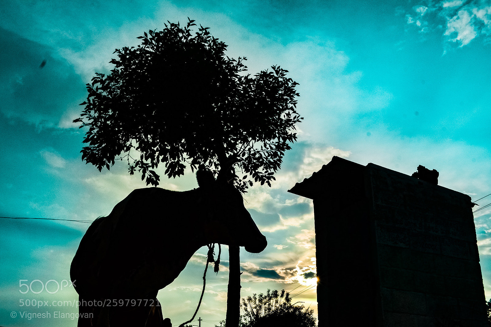 Nikon D3100 sample photo. Silhouette photography