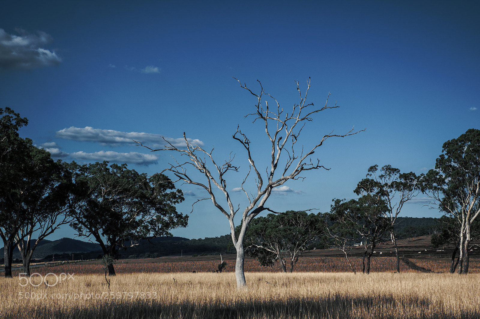 Nikon D800 sample photo. Country agricultural and farming photography