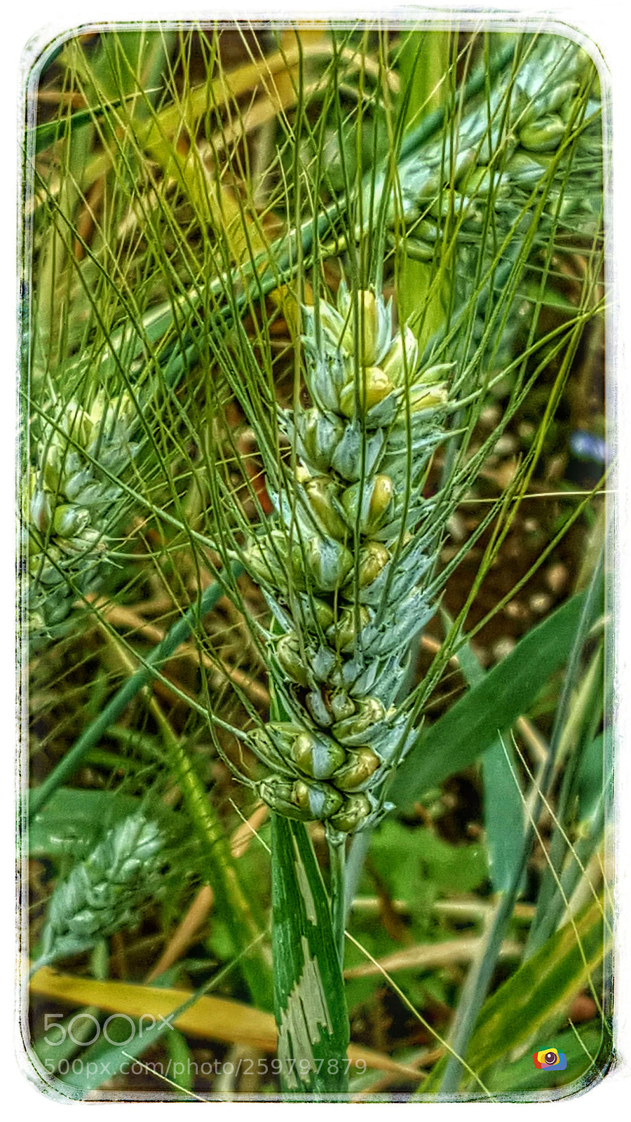 Samsung Galaxy S6 sample photo. Spiga frumento photography