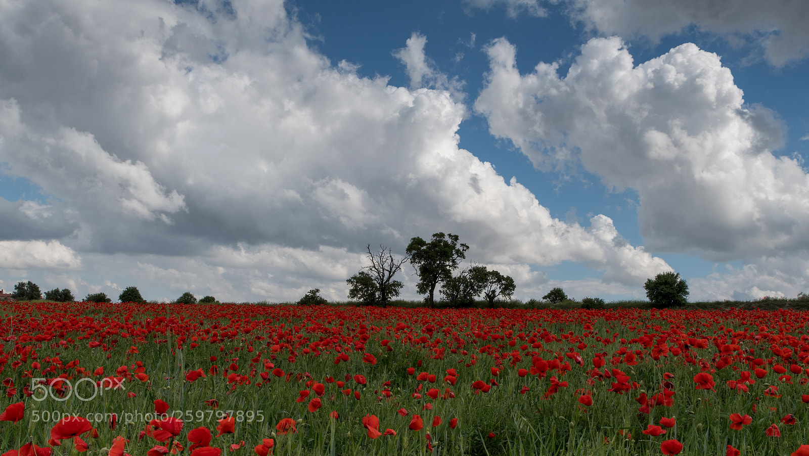Nikon D500 sample photo. Campo de amapolas photography
