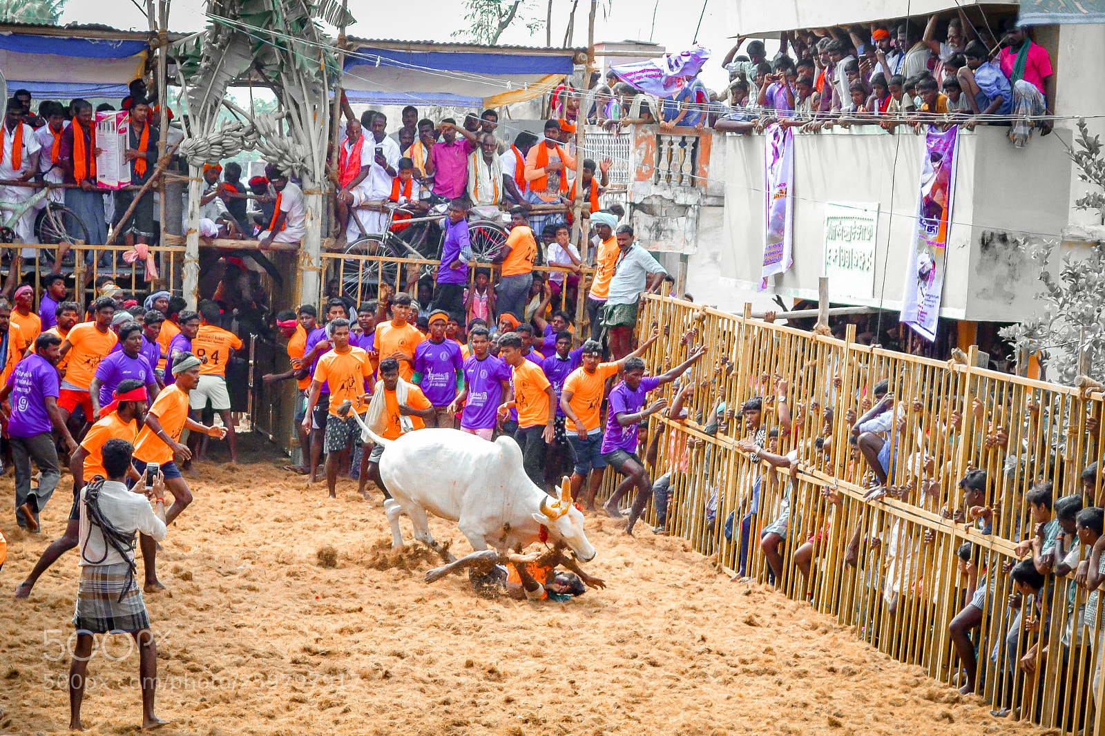 Nikon D3100 sample photo. Jallikattu photography
