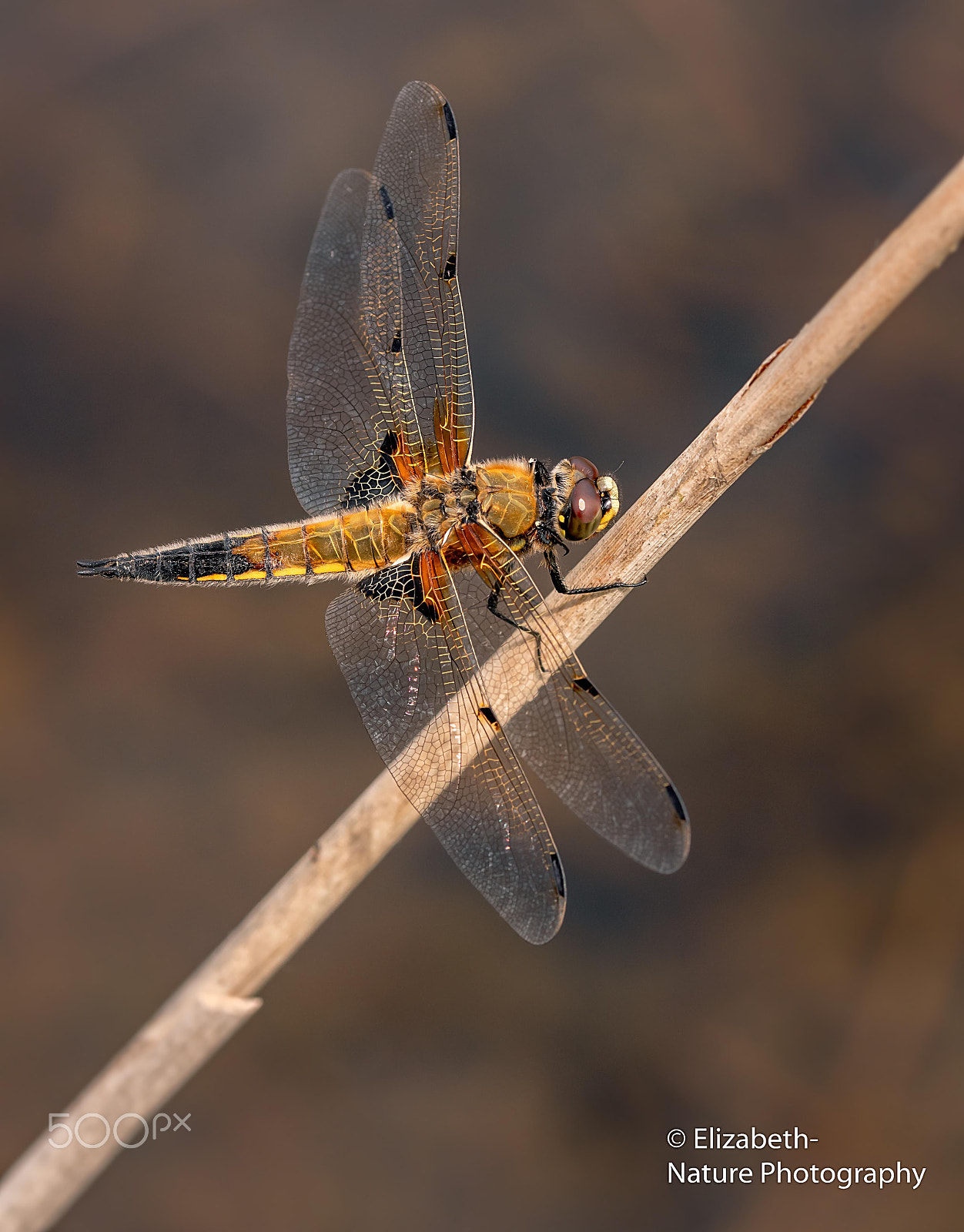 Nikon D500 + Sigma 105mm F2.8 EX DG OS HSM sample photo. Four spotted chaser loves the sun photography