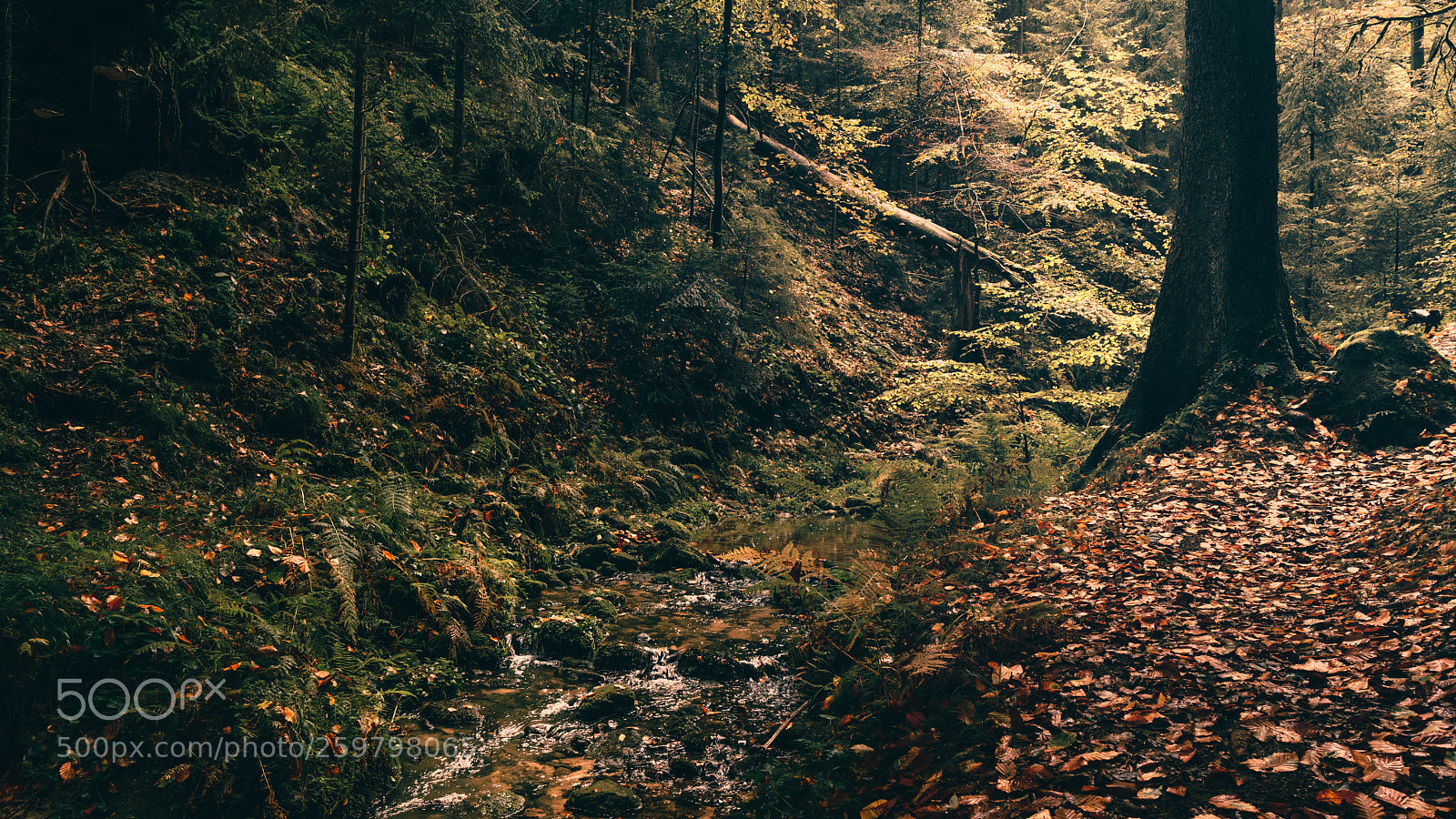 Sony a7R II sample photo. Green and red photography