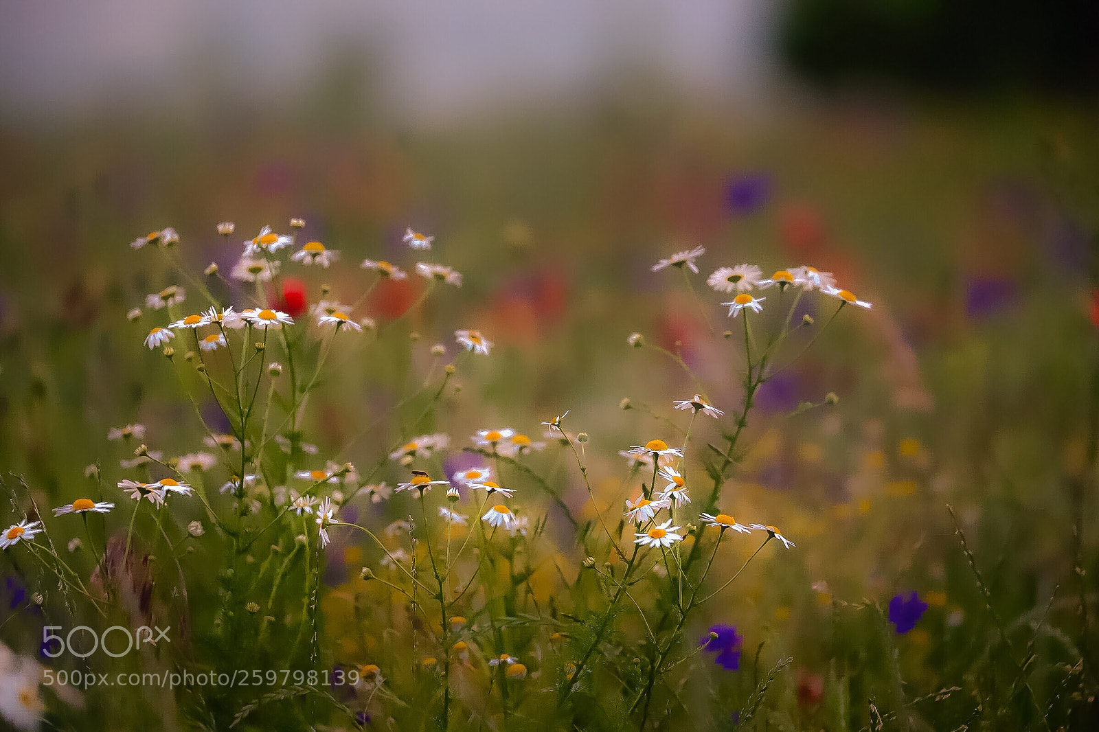 Canon EOS 6D Mark II sample photo. Untitled photography