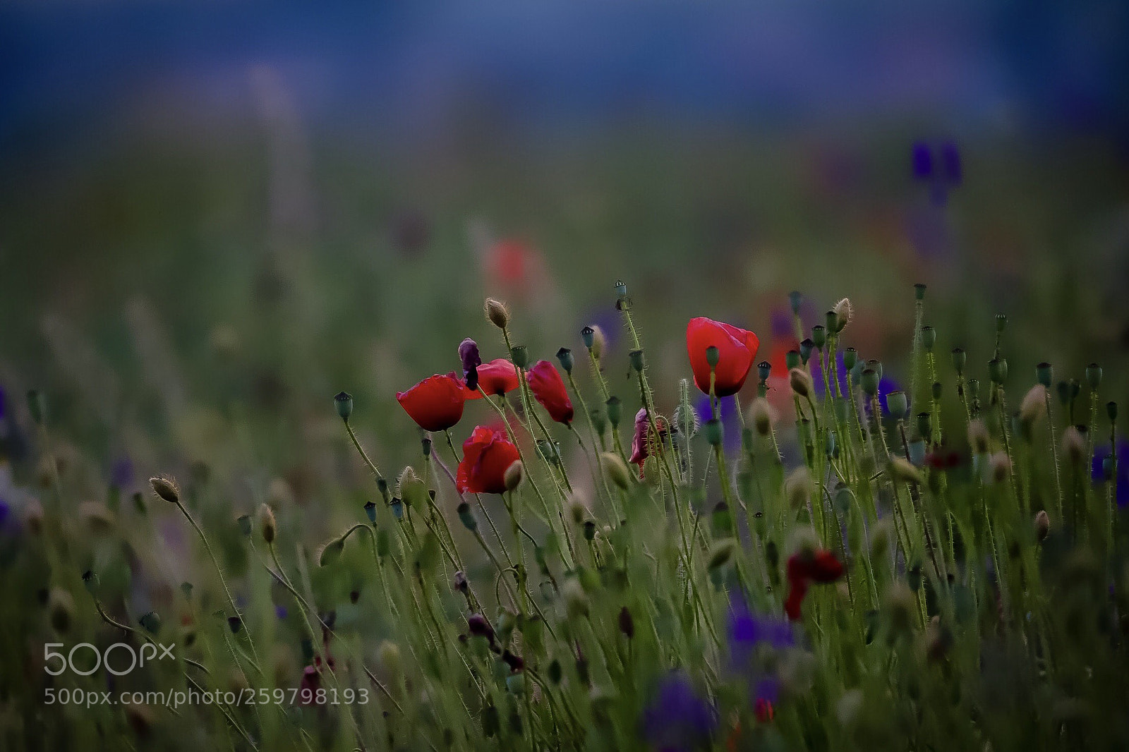 Canon EOS 6D Mark II sample photo. Untitled photography