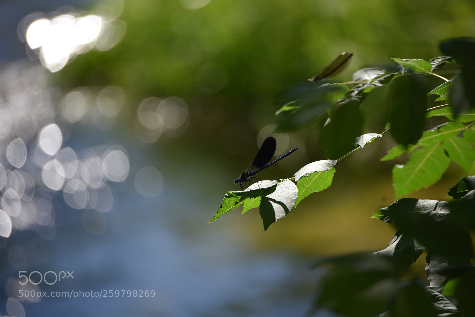 Nikon D750 sample photo. Un matin de printemps photography