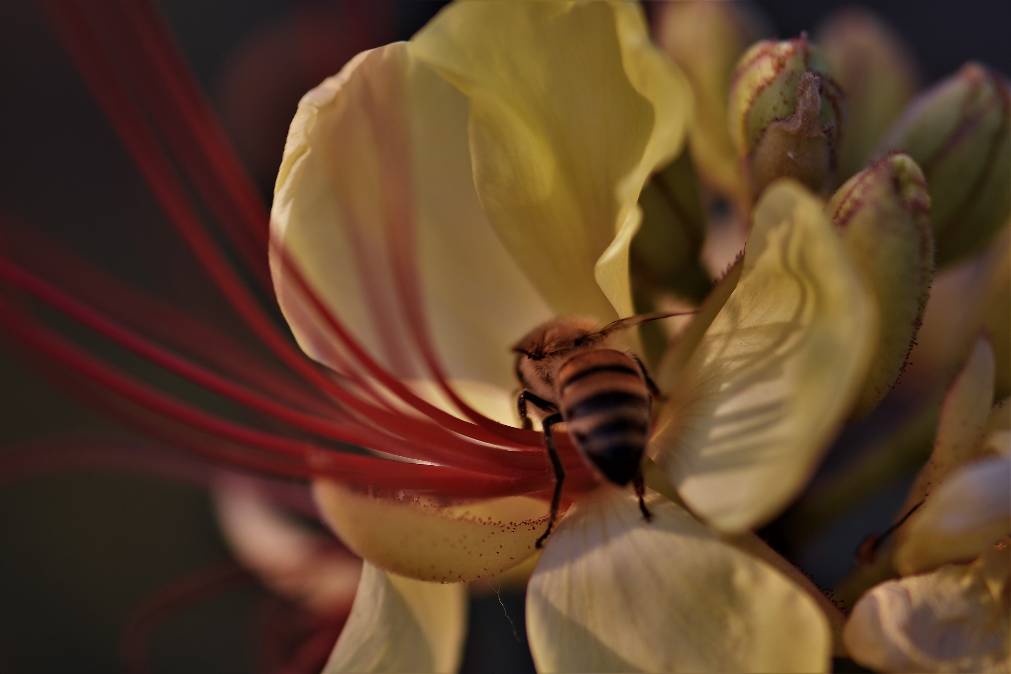 Nikon AF-S Micro-Nikkor 105mm F2.8G IF-ED VR sample photo. Feeding . . . photography