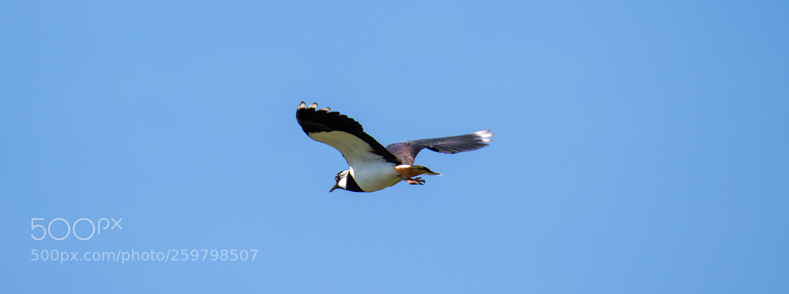Nikon D850 sample photo. Flyby photography