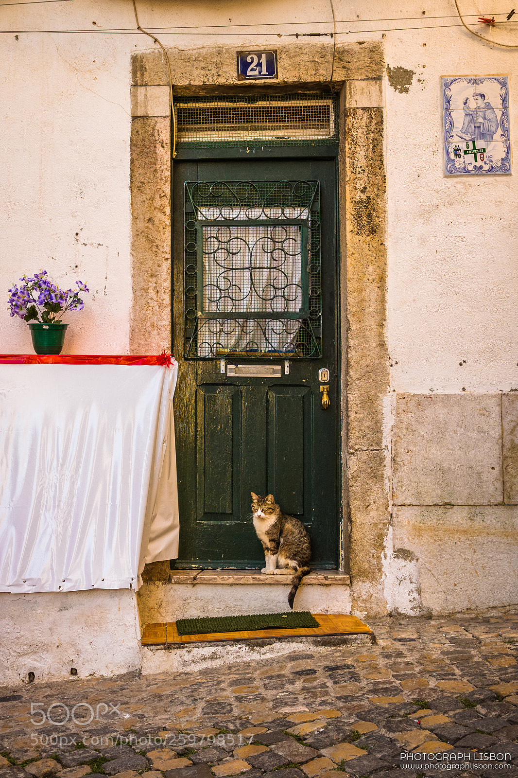 Nikon D7100 sample photo. Cat, flower vase and photography