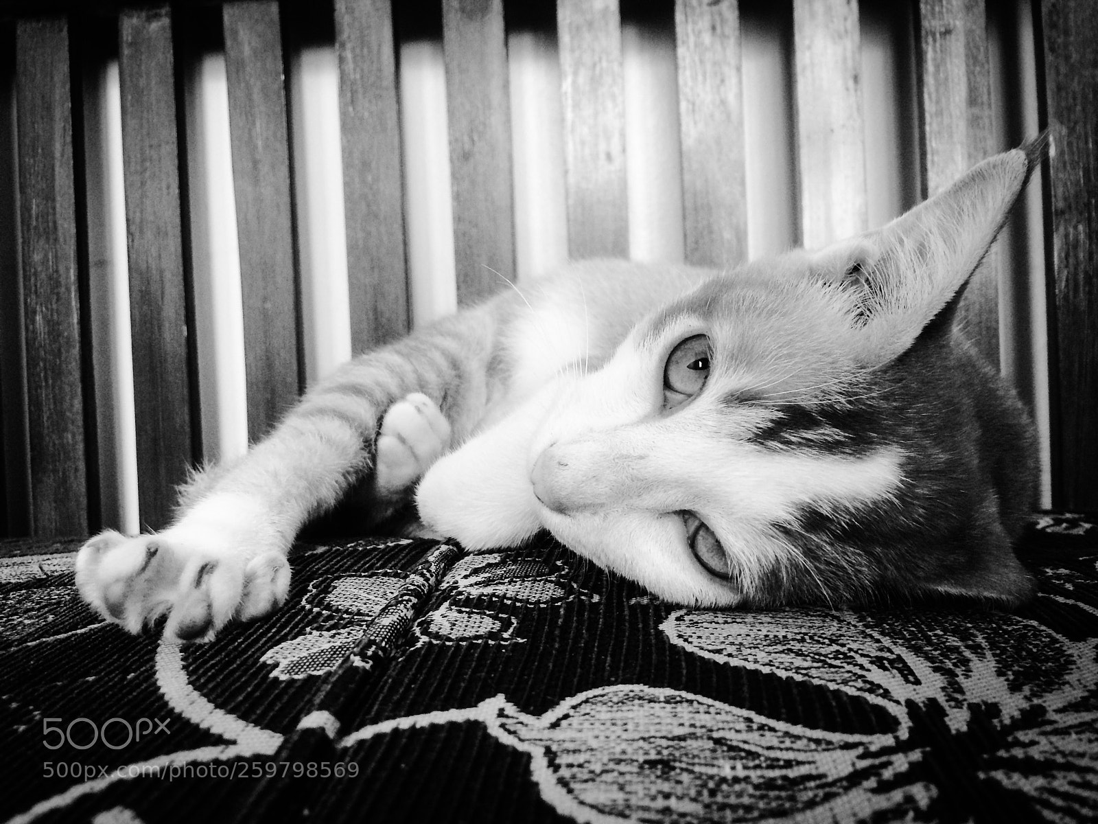 Apple iPhone 5s sample photo. Nikk photography