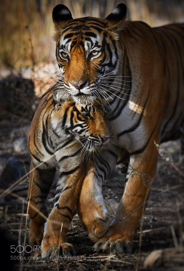 Nikon D500 sample photo. Tiger with cub photography