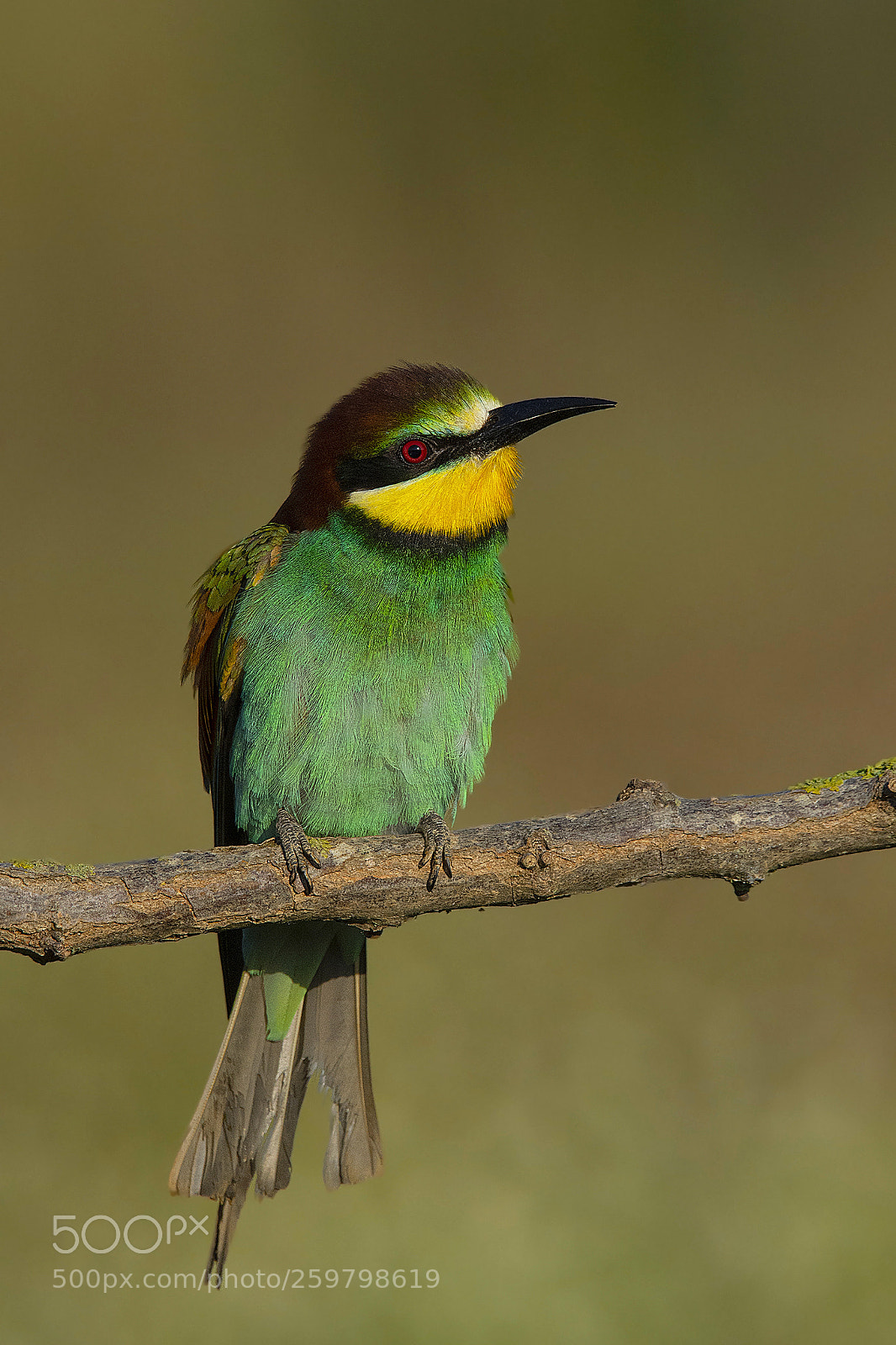 Nikon D7200 sample photo. Gruccione - bee eater photography