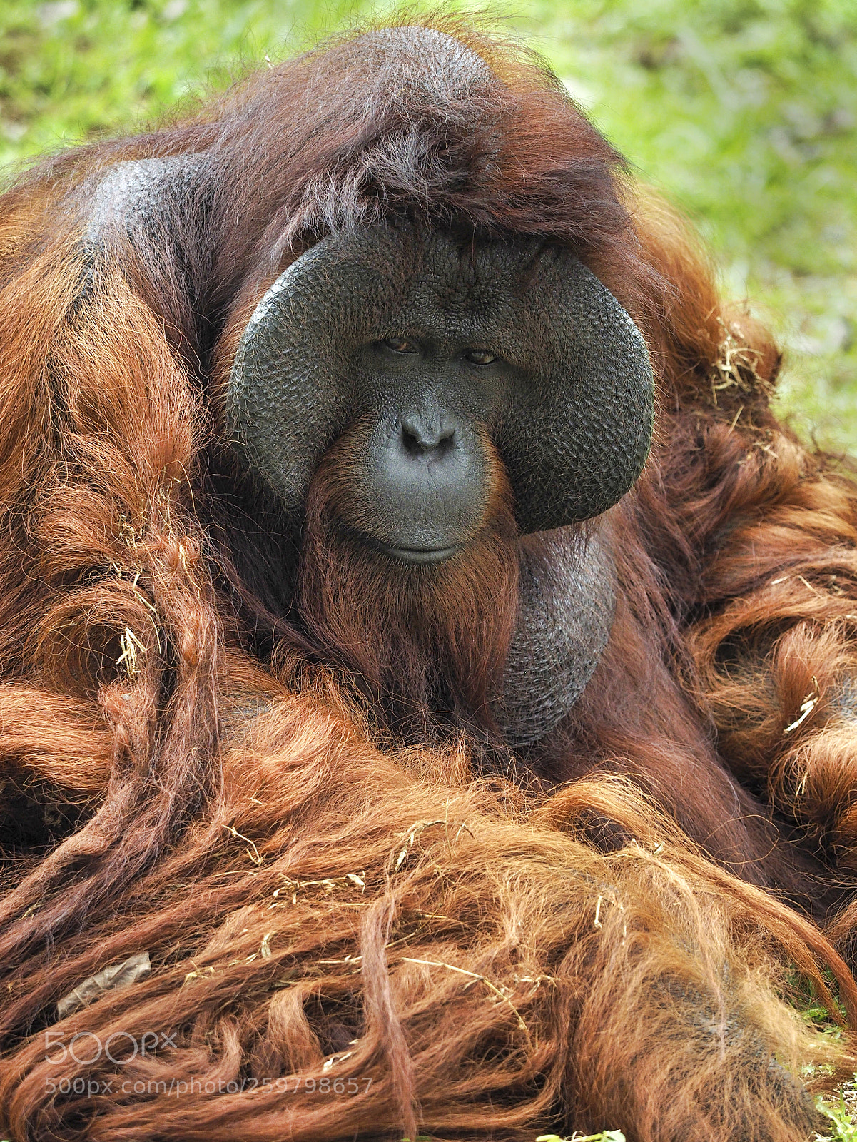 Olympus OM-D E-M1 sample photo. Borneo orang utan photography