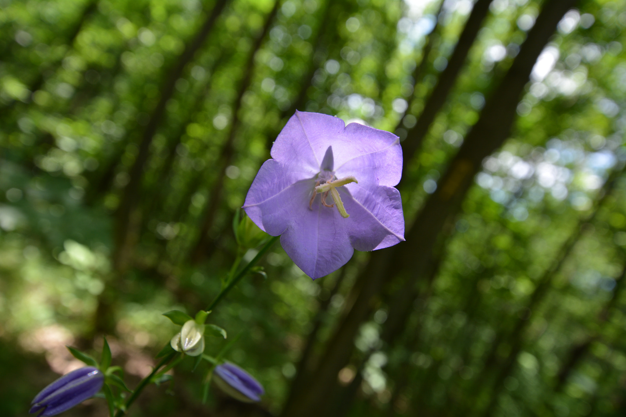 Sigma 10-20mm F3.5 EX DC HSM sample photo. Lilavirag photography