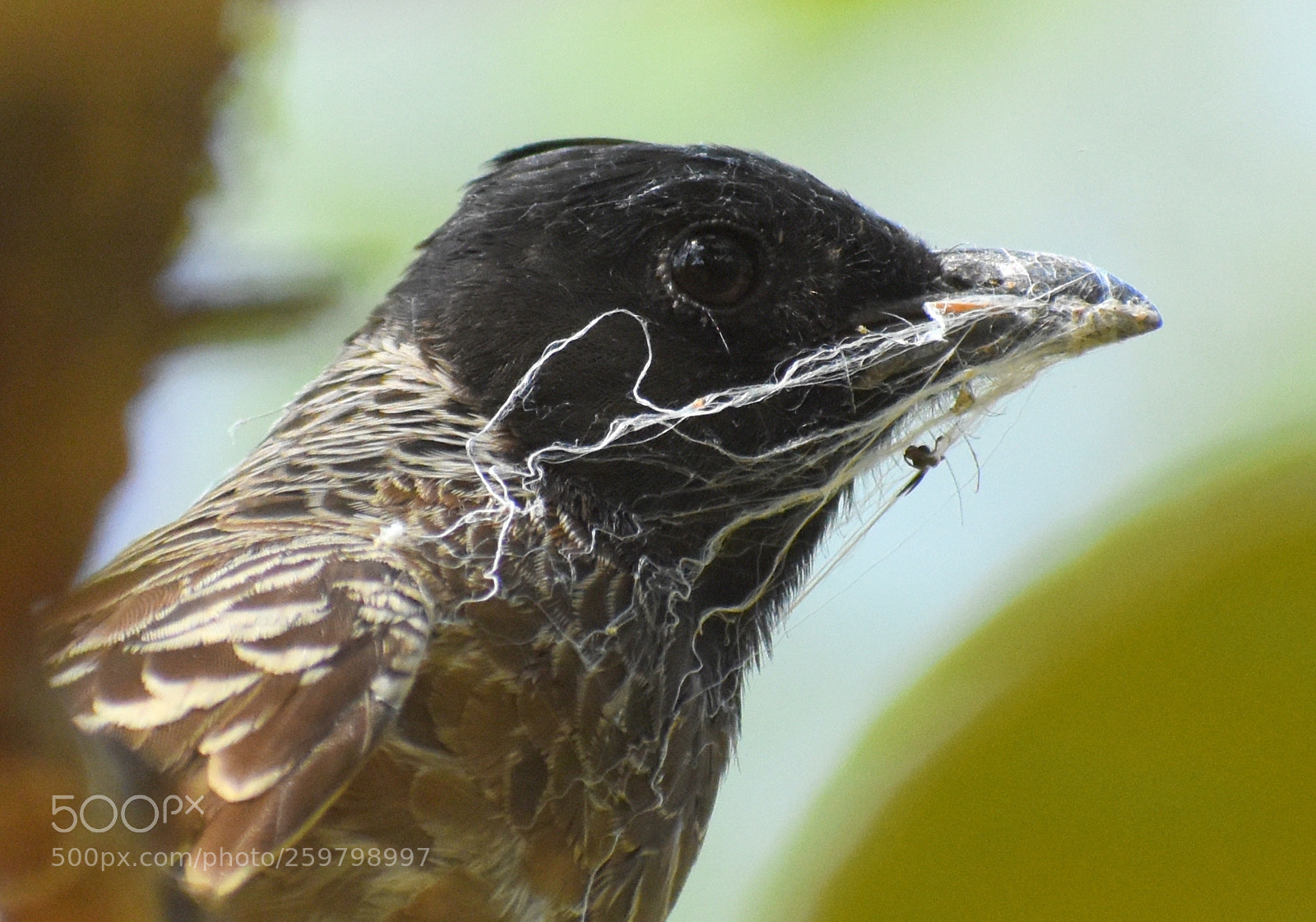 Nikon D7200 sample photo. Bulbul photography