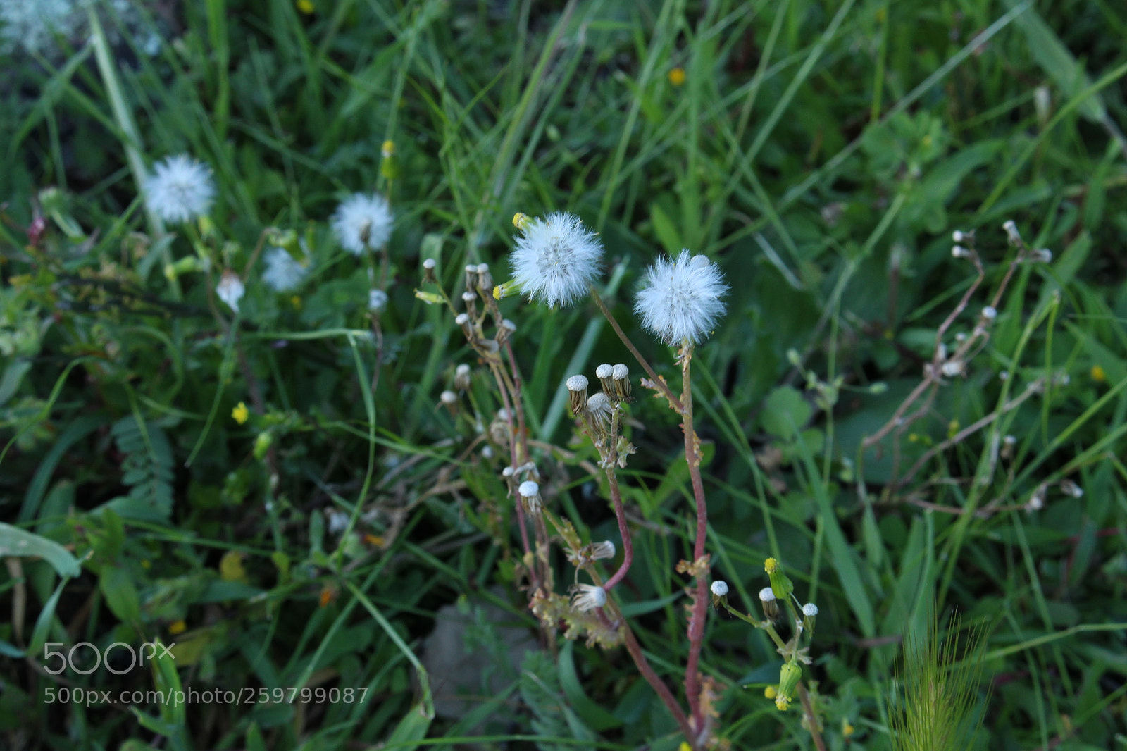 Canon EOS 700D (EOS Rebel T5i / EOS Kiss X7i) sample photo. Img photography