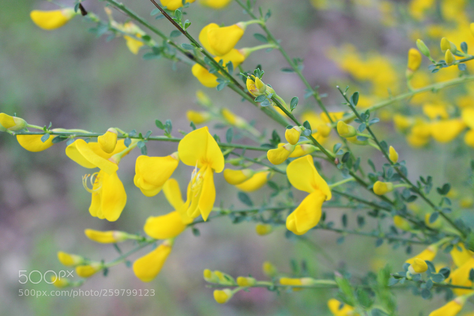 Canon EOS 700D (EOS Rebel T5i / EOS Kiss X7i) sample photo. Img photography