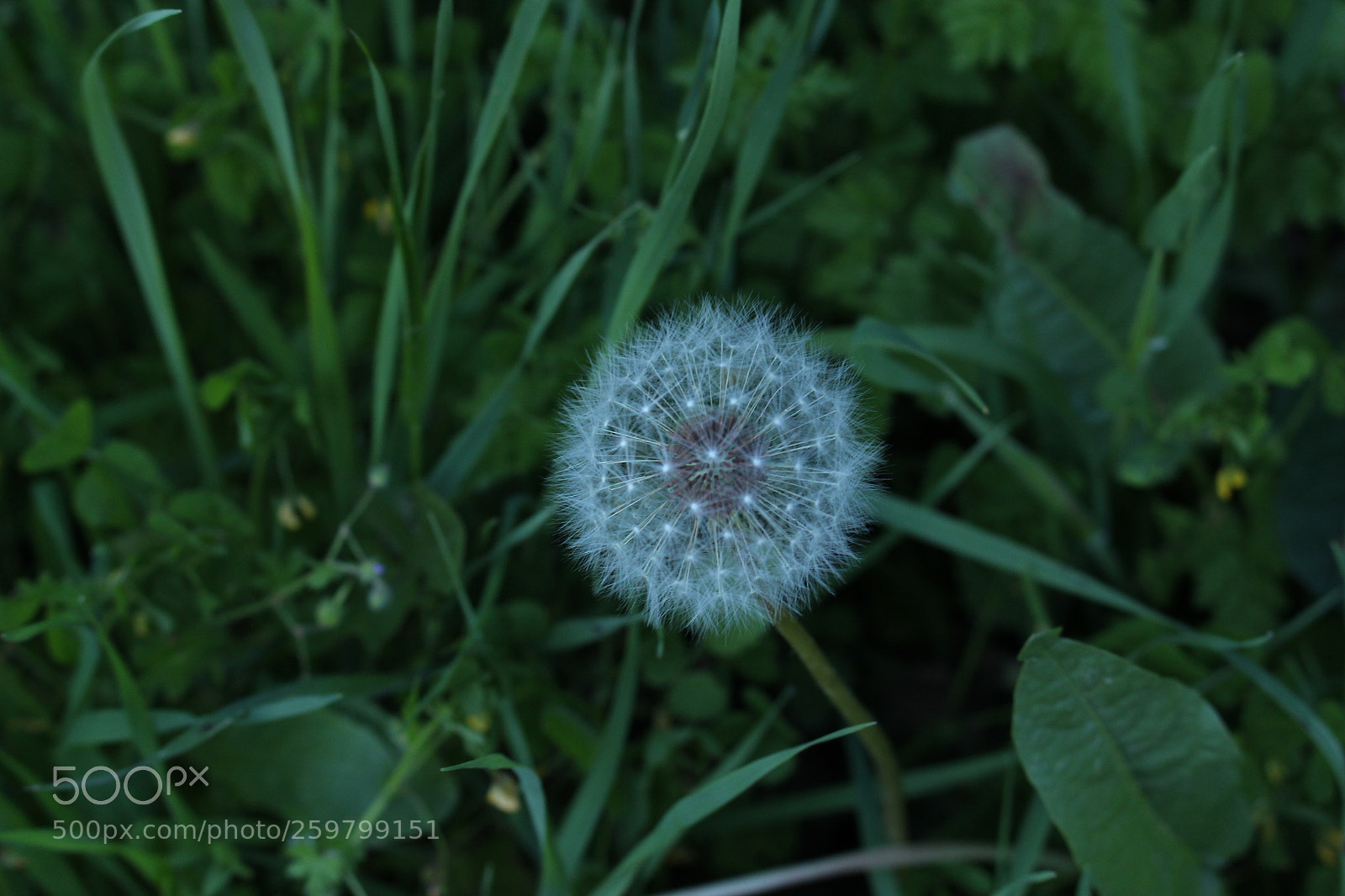 Canon EOS 700D (EOS Rebel T5i / EOS Kiss X7i) sample photo. Img photography
