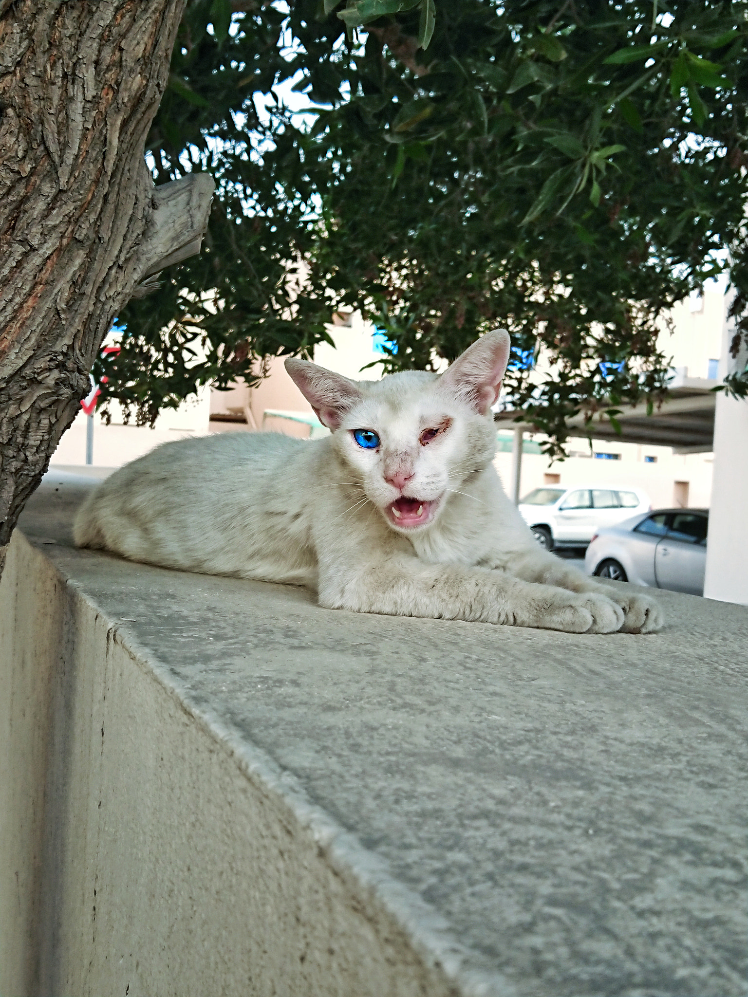 Sony Xperia XZ Premium sample photo. Smelycat photography