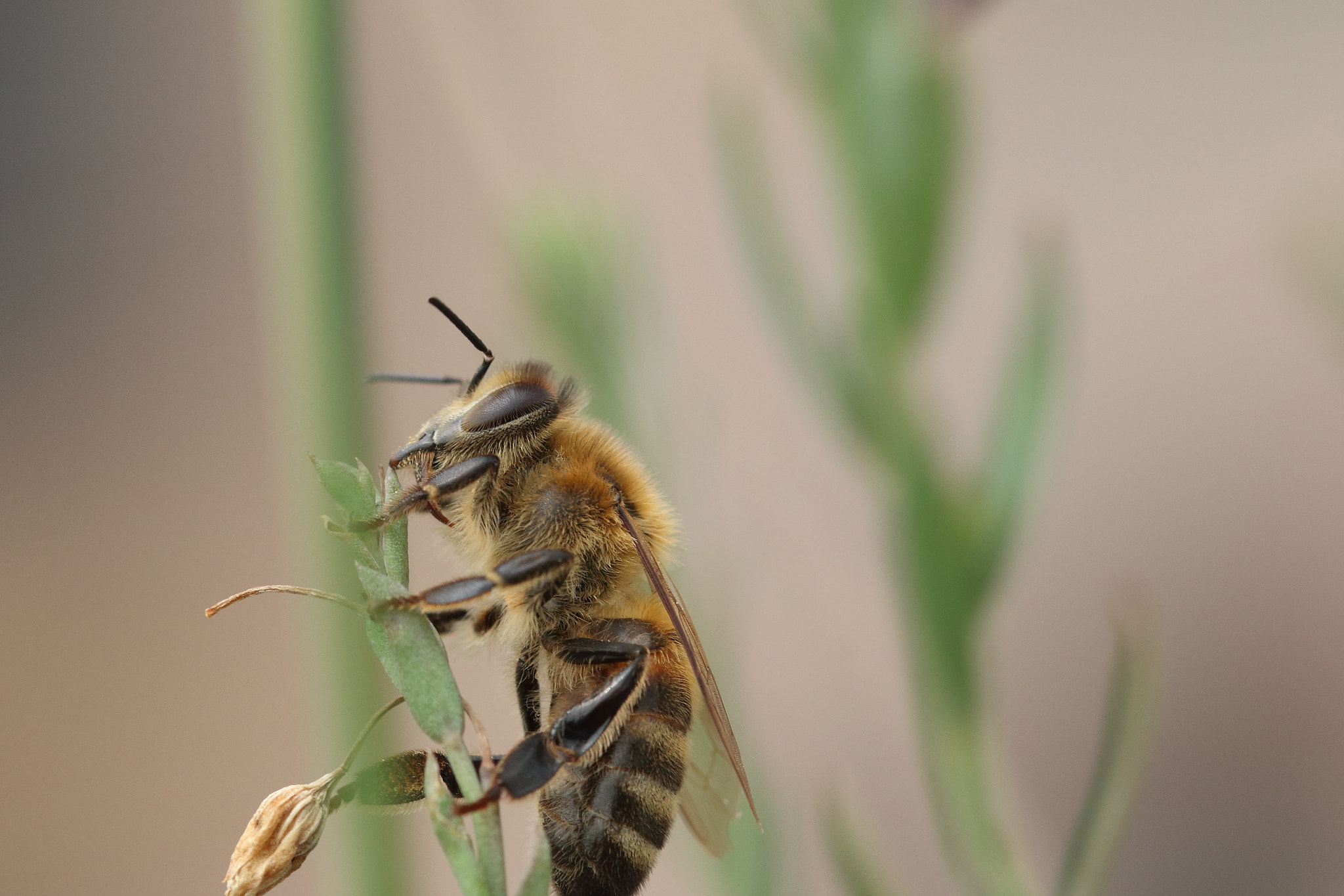 Canon EF 100mm F2.8L Macro IS USM sample photo. Hoping for a better future... photography