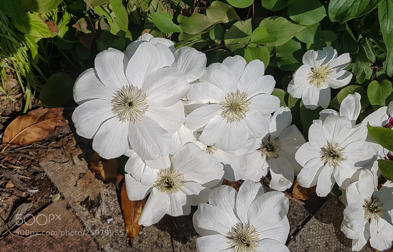 Samsung Galaxy S7 sample photo. Large white petals (2) photography