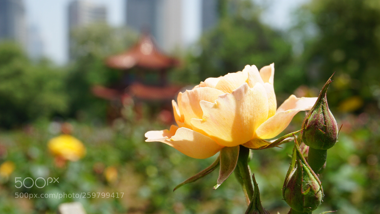 Sony a6000 sample photo. Untitled photography