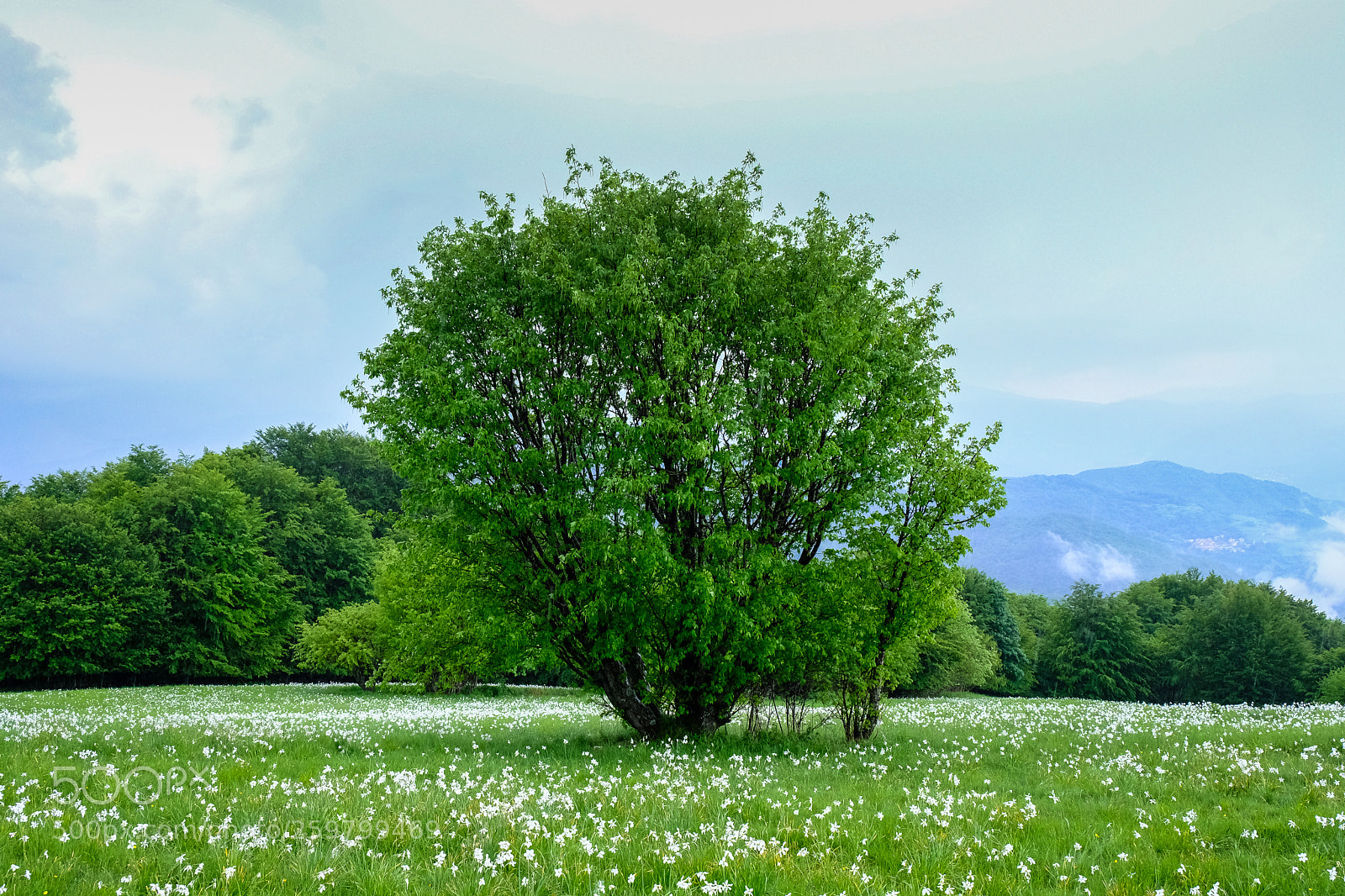 Fujifilm X-T2 sample photo. Albero in campo di photography
