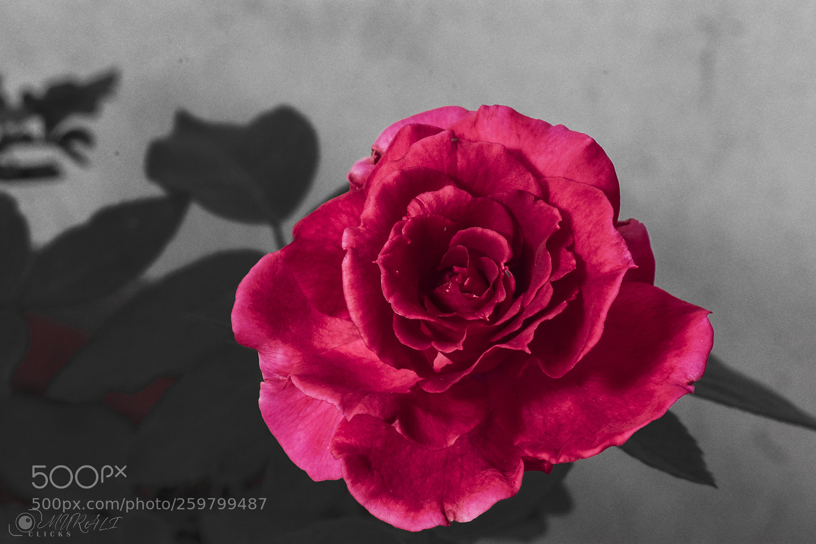 Nikon D7200 sample photo. Untitled photography